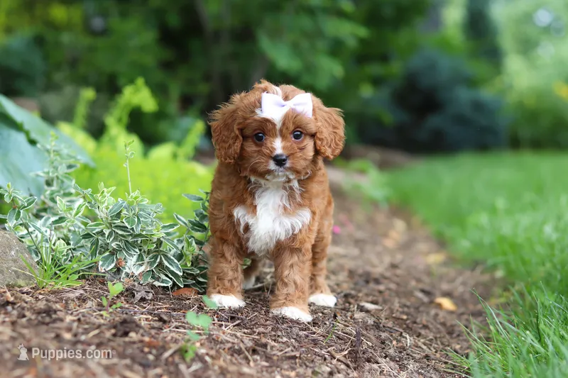 Gracie – Cavapoo puppy for sale in Dundee, OH