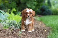 Gracie, a female Cavapoo for sale in Dundee, OH – 1 of 9