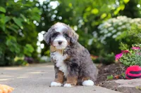 Bear, a male Miniature Bernedoodle for sale in Dundee, OH – 3 of 7
