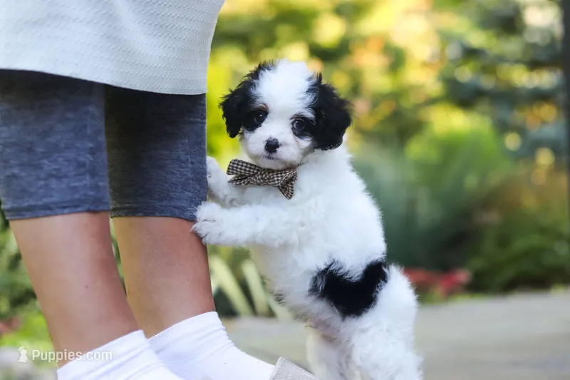 Brady – Cavapoo puppy for sale in Dundee, OH