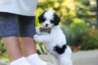 Brady, a male Cavapoo for sale in Dundee, OH – 1 of 10