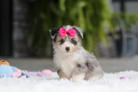Ellie, a female Miniature Australian Shepherd and Havachon for sale in Dundee, OH – 5 of 10