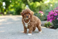 Maggie, a female Cavapoo for sale in Dundee, OH – 6 of 6