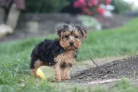 Beckham, a male Yorkipoo for sale in Dundee, OH – 9 of 10