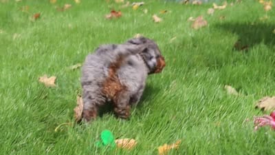 Kelce, a male Miniature Bernedoodle for sale in Dundee, OH – 10 of 10