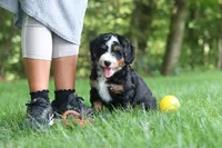 Teddy, a male Miniature Bernedoodle for sale in Dundee, OH – 4 of 8