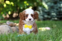 Oscar, a male Cavapoo for sale in Dundee, OH – 3 of 10