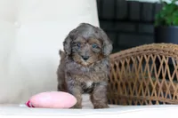 Brooklyn, a female Cavapoo for sale in Dundee, OH – 2 of 7