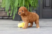 Ace, a male Cavapoo for sale in Dundee, OH – 2 of 7