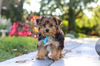 Winston, a male Yorkipoo for sale in Dundee, OH – 5 of 10