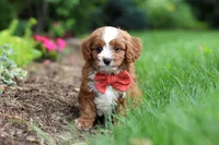 Champ, a male Cavapoo for sale in Dundee, OH – 5 of 8