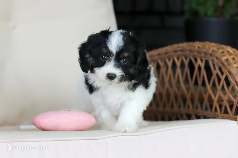 Hunter – Cavapoo puppy for sale in Dundee, OH