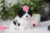 Charlotte, a female Cavapoo for sale in Dundee, OH – Photo 2 of 4