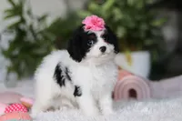 Charlotte, a female Cavapoo for sale in Dundee, OH – Photo 3 of 4