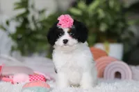 Charlotte, a female Cavapoo for sale in Dundee, OH – Photo 1 of 4