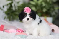 Charlotte, a female Cavapoo for sale in Dundee, OH – Photo 4 of 4