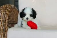 Brady, a male Cavapoo for sale in Dundee, OH – 2 of 10