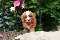 Champ, a male Cavapoo for sale in Dundee, OH – 1 of 8