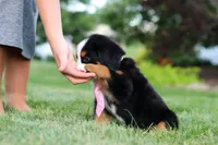 Zara, a female Bernese Mountain Dog for sale in Dundee, OH – 8 of 10