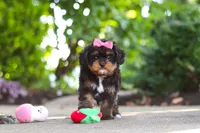 Millie, a female Cavapoo for sale in Dundee, OH – 2 of 10