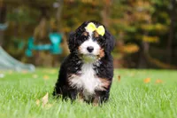 Taylor, a female Miniature Bernedoodle for sale in Dundee, OH – 3 of 6