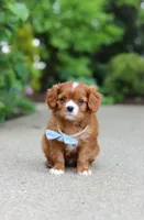 Charlie, a male Cavalier King Charles Spaniel for sale in Dundee, OH – 3 of 10
