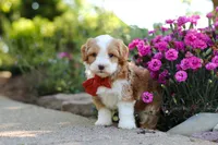 Baxter, a male Cavapoo for sale in Dundee, OH – 7 of 7