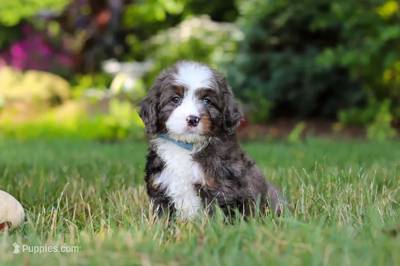 Whyatt – Miniature Bernedoodle puppy for sale in Dundee, OH