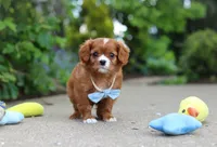 Charlie, a male Cavalier King Charles Spaniel for sale in Dundee, OH – 7 of 10
