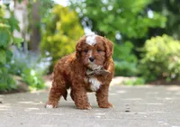 Theo, a male Cavapoo for sale in Dundee, OH – 6 of 9