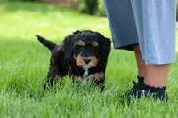 Nala, a female Miniature Bernedoodle for sale in Dundee, OH – 3 of 9