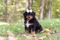 Dolly, a female Miniature Bernedoodle for sale in Dundee, OH – 4 of 10