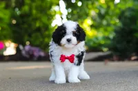 Leo, a male Cavapoo for sale in Dundee, OH – 9 of 10
