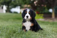 Queen, a female Bernese Mountain Dog for sale in Dundee, OH – 4 of 5