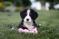 Juliette, a female Bernese Mountain Dog for sale in Dundee, OH – 10 of 10
