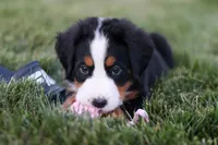 Juliette, a female Bernese Mountain Dog for sale in Dundee, OH – 2 of 10