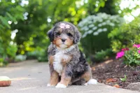 Zoey, a female Miniature Bernedoodle for sale in Dundee, OH – 1 of 6