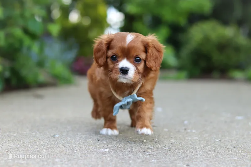 Charlie – Cavalier King Charles Spaniel puppy for sale in Dundee, OH
