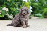 Brooklyn, a female Cavapoo for sale in Dundee, OH – 6 of 7
