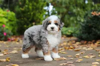 Paris, a female Miniature Bernedoodle for sale in Dundee, OH – 3 of 10
