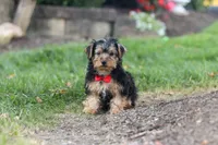Romeo, a male Yorkipoo for sale in Dundee, OH – 2 of 5