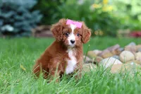 Summer, a female Cavapoo for sale in Dundee, OH – 3 of 8