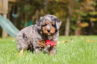 Kelce, a male Miniature Bernedoodle for sale in Dundee, OH – 7 of 10