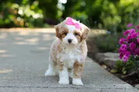Haven, a female Cavapoo for sale in Dundee, OH – 2 of 10
