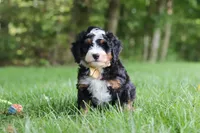 Charlie, a male Miniature Bernedoodle for sale in Dundee, OH – 8 of 8