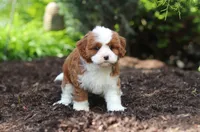 Oscar, a male Cavapoo for sale in Dundee, OH – 7 of 8
