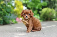 George, a male Cavalier King Charles Spaniel for sale in Dundee, OH – 6 of 10