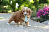 Mason, a male Cavapoo for sale in Dundee, OH – 5 of 7