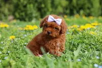 Precious, a female Cavapoo for sale in Dundee, OH – 3 of 8
