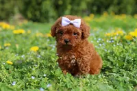Precious, a female Cavapoo for sale in Dundee, OH – 2 of 8
